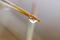 droplet