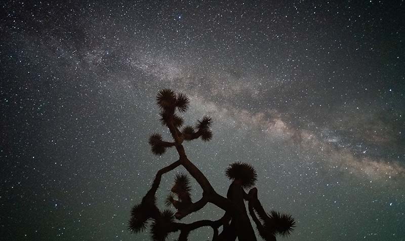 a dark starry sky with Joshua Tree in the foreground.