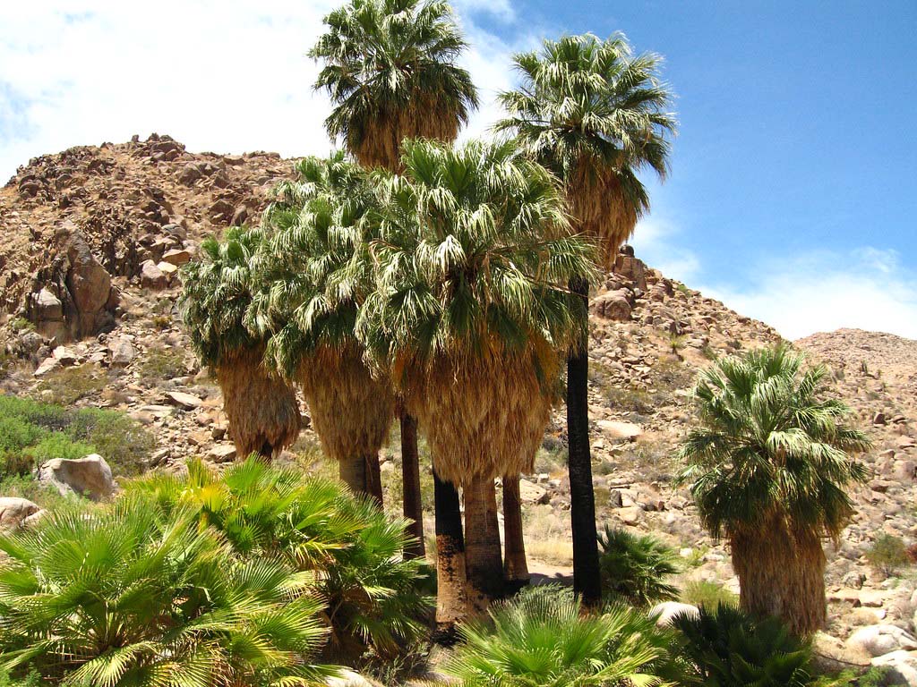 Joshua Tree National Park managers reopen Fortynine Palms Oasis and Trail