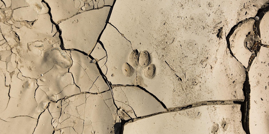 Animal tracks in the desert. Picture by NPS/Brad Sutton