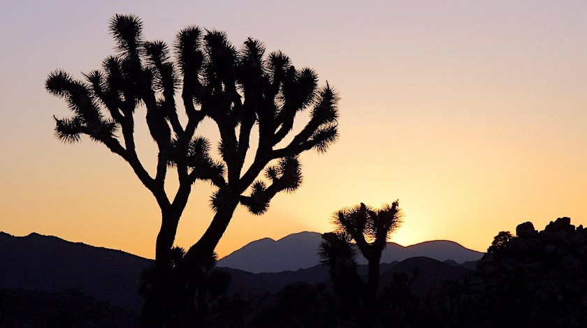 Mountains and two Joshua tree silhouettes with a sunset in Joshua Tree National Park