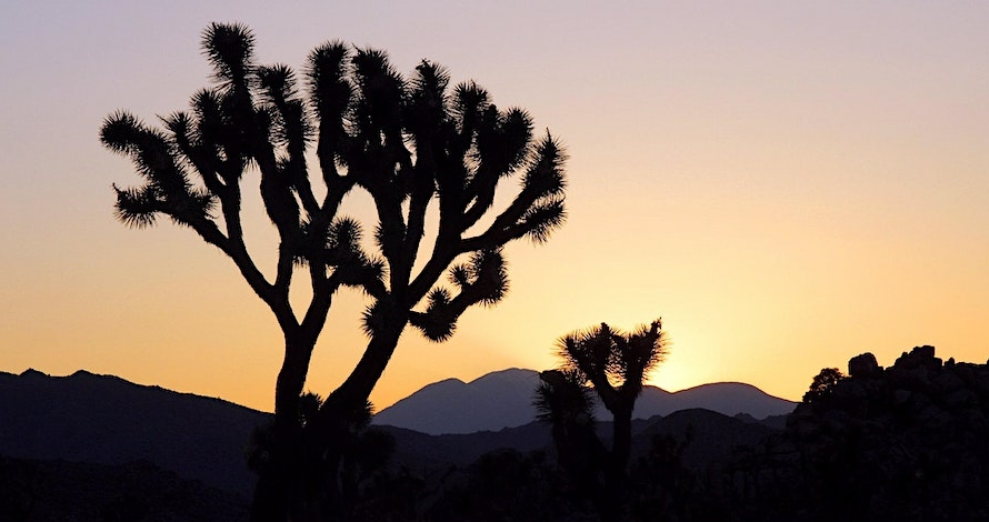 Mountains and two Joshua tree silhouettes with a sunset in Joshua Tree National Park