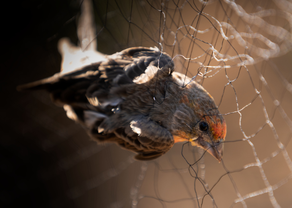 House finch caught in a net. Picture by Benazir Erdahl