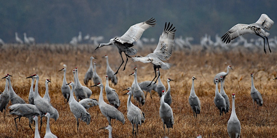 Flock of Sandhill Cranes in a field. Picture by Brian Forsyth