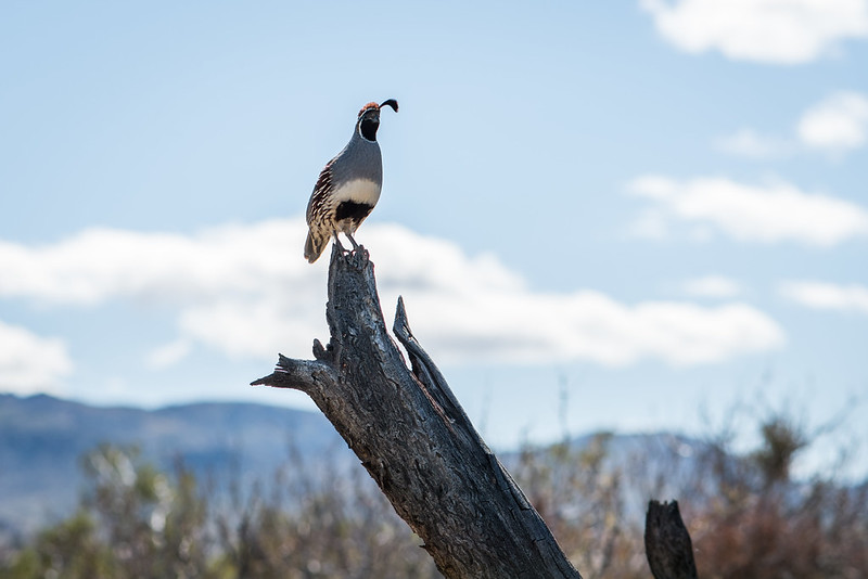 Quail perched on the trunk of a felled tree in Joshua Tree National Park. Picture by NPS / Renata Harrison
