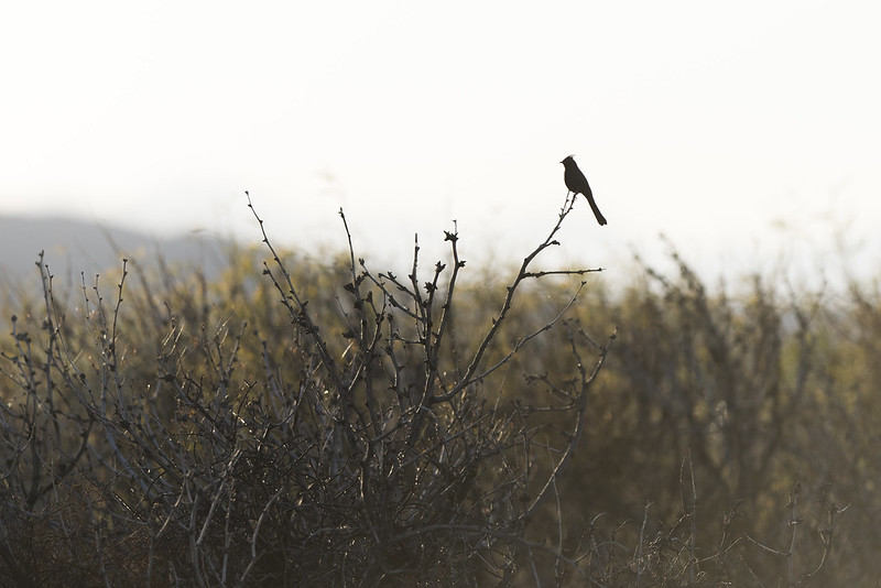 Small black bird perched on the branch of a bush. Picture by NPS/Brad Sutton