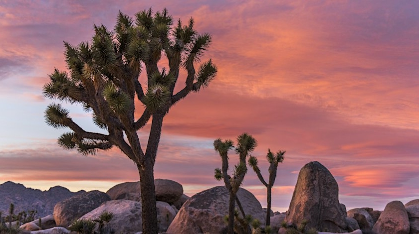 Joshua trees and large rock formations at sunset in Joshua Tree National Park