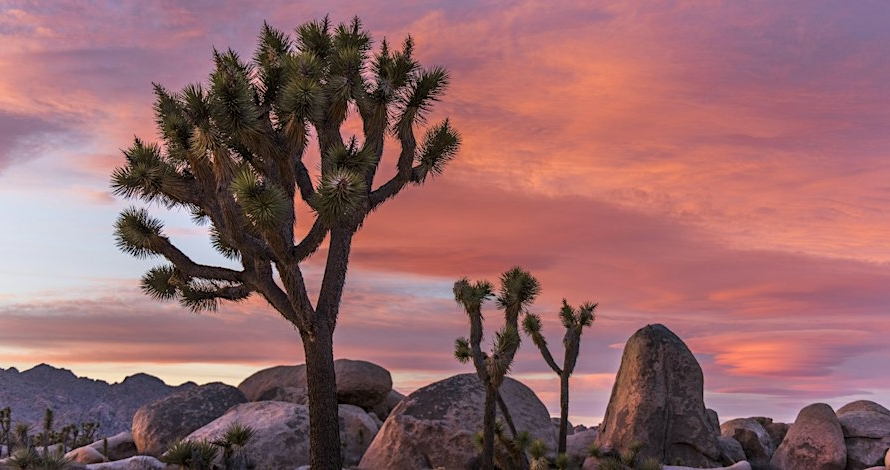 Joshua trees and large rock formations at sunset in Joshua Tree National Park
