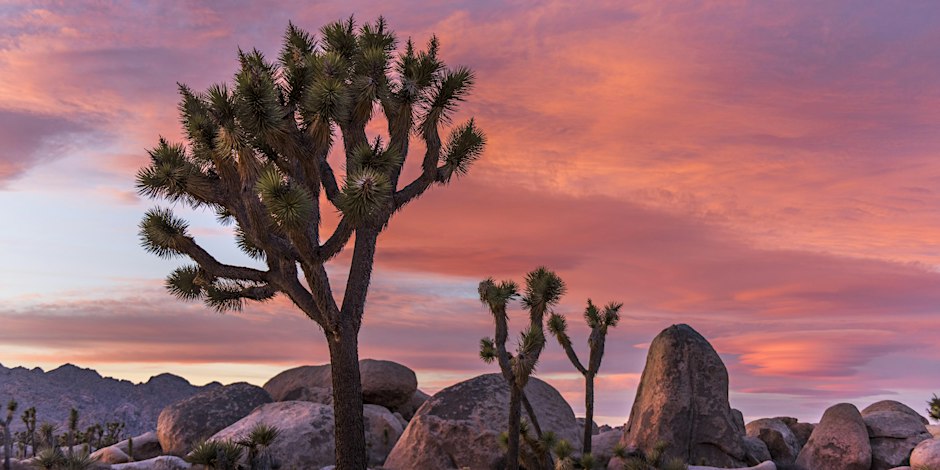 Joshua trees and large rock formations at sunset in Joshua Tree National Park