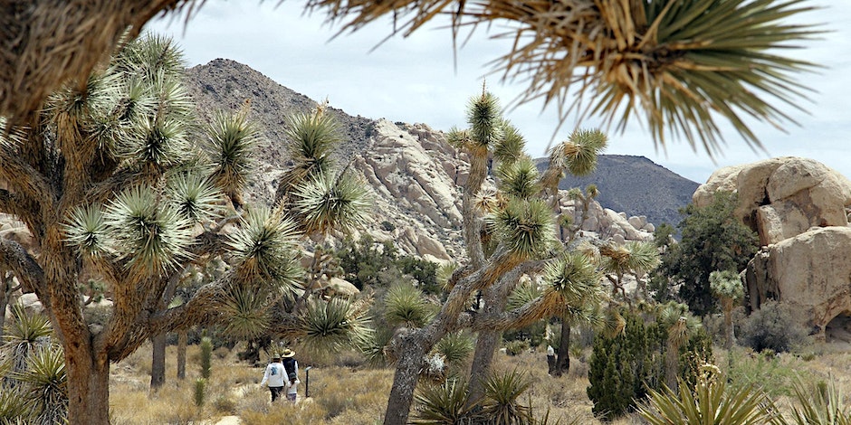 A view of hikers through the branches of a Joshua tree in Black Rock
