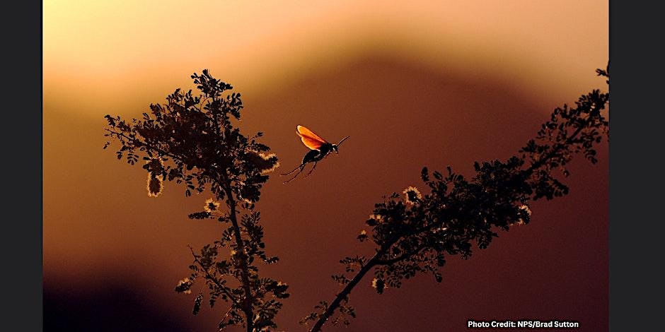 Tarantula Hawk on creosote. Picture by NPS/Brad Sutton