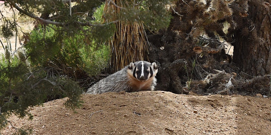 American badger emerging from burrow in Joshua Tree National Park. Picture by NPS/Hannah Schwalbe