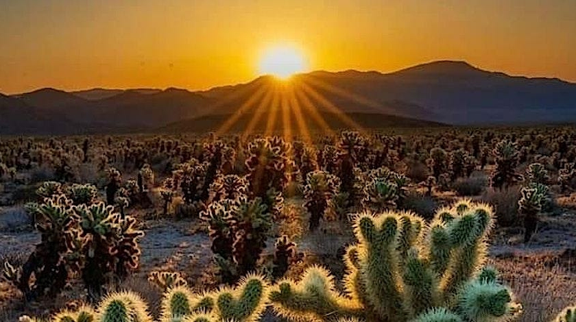 Sunrise over the Cholla Garden in Joshua Tree National Park