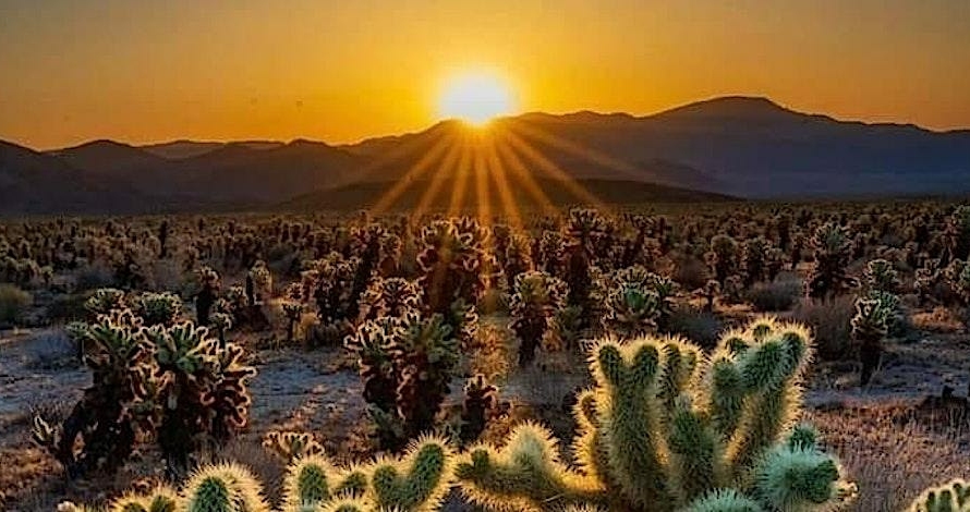 Sunrise over the Cholla Garden in Joshua Tree National Park