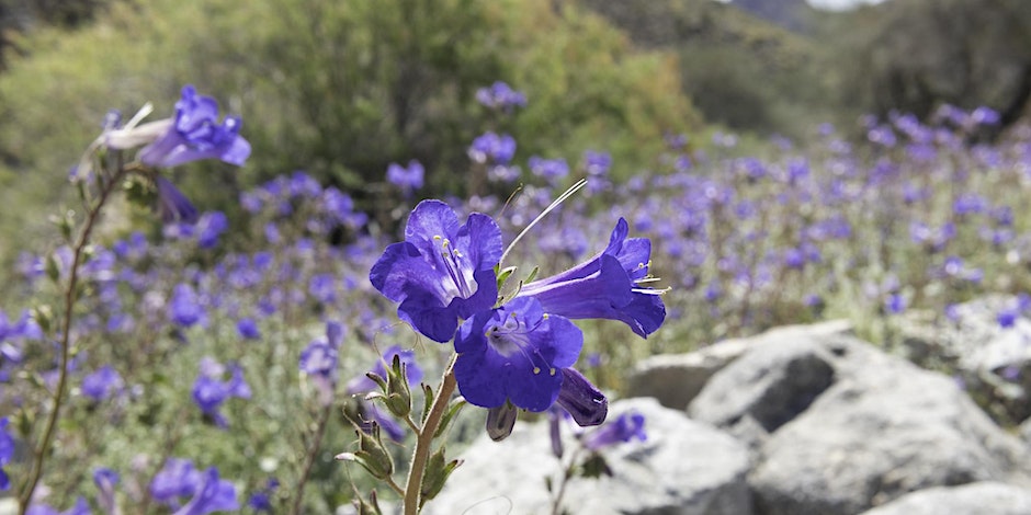 Field of California bluebell flowers
