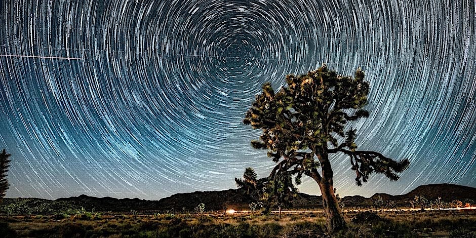 Star trails and a large Joshua tree in Joshua Tree National Park. Picture by Casey Kiernan