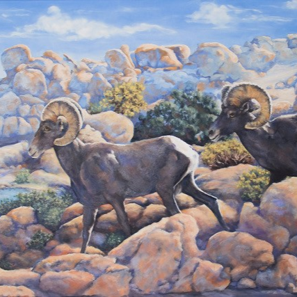 Painting of two bighorn sheep by Marcia Geiger