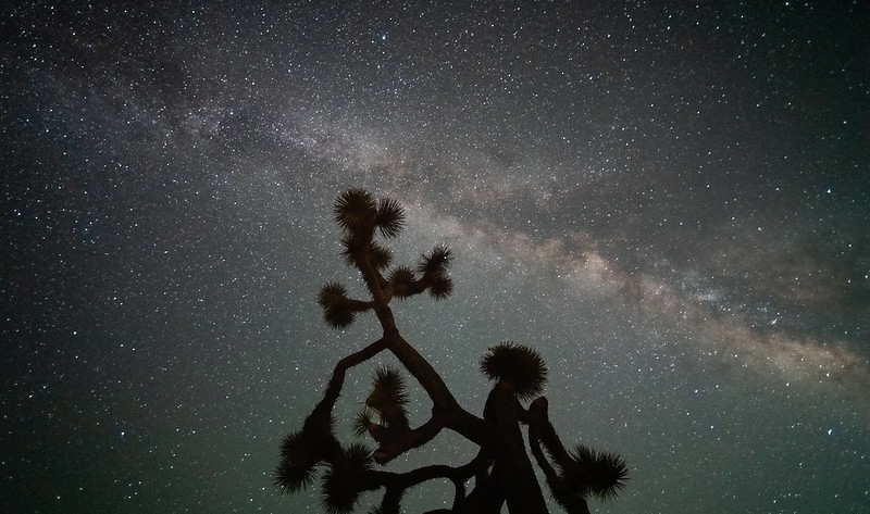 The Milky Way above the silhouette of a Joshua Tree